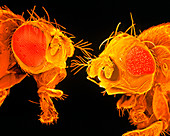 SEM of heads of normal & mutant fruit fly