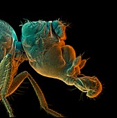 Mutant fruit fly,SEM