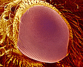 Horse fly eye,SEM