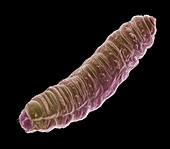Gall midge larva