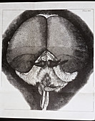 Hooke's drawing of a large drone fly