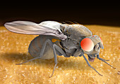 Fruit fly,SEM
