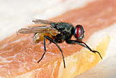 House fly on raw meat