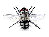 Parasitic fly