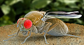 Fruit fly,SEM