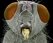 Yellow dung fly head,SEM