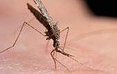 The malaria mosquito