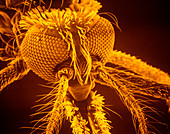 False-col SEM of head of female mosquito