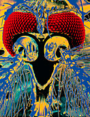 SEM of head of male yellow fever mosquito