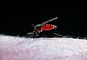 Mosquito,Culex pipiens,feeding on human blood