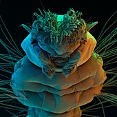 Coloured SEM of the head of a mosquito larva
