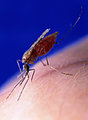 Mosquito,vector of malaria,feeding