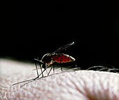 Culex pipiens,a mosquito