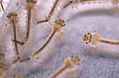 Dengue mosquito larvae
