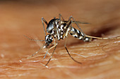 Asian tiger mosquito