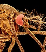 Asian tiger mosquito,SEM