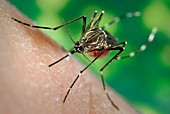 Asian tiger mosquito