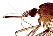 Female mosquito head,light micrograph