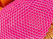 Compound eye of a mosquito,SEM