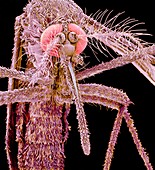 Asian tiger mosquito,SEM