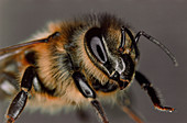 Macrophoto of head of a worker honey bee