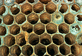 Macrophoto of cells of a wasp's nest