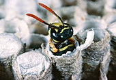 Polistes worker wasp emerging from nest chamber