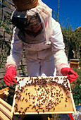 Beekeeper on protective clothing