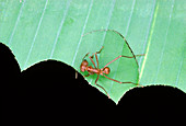 Leaf cutter ant cutting a section of leaf
