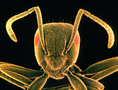 Head of black garden ant