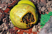 Wasps feeding on a fallen apple