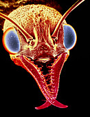 False colour scanning EM,head of bulldog ant