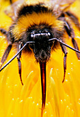 Bumble bee feeding on a yellow flower,x2