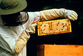 Beekeeper removing a super frame from hive