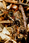 Red wood ant in defensive posture