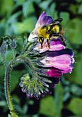 Bumble bee 'cheater' drinking nectar