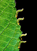 Sawfly caterpillars,Tenthredes,feeding on a leaf