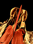 False colour SEM of a bee sting