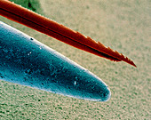 Coloured SEM of point of needle with sting of bee