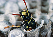 Adult hatches from wasp nest of Polistes sp