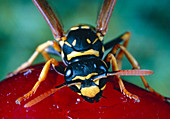 Adult wasp,Polistes sp.,eating fruit