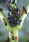 Ants milking black aphids on stalk