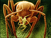 Garden ant carrying a rose aphid,SEM