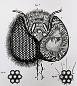 Historical artwork of ommatidia in honey bee eye