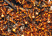 Army ants (Eciton sp.) swarming on forest floor
