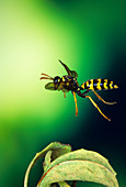 High-speed photo of a paper wasp in flight