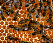 Honey bees,Apis mellifera,on honeycomb