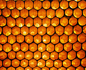 View of honeycomb of the honey bee,Apis mellifera