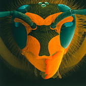 Coloured SEM of a wasp's head (Vespula vulgaris)