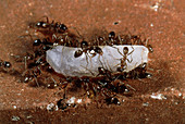 Argentine ants (Iridomyrmex humilis) on rice grain